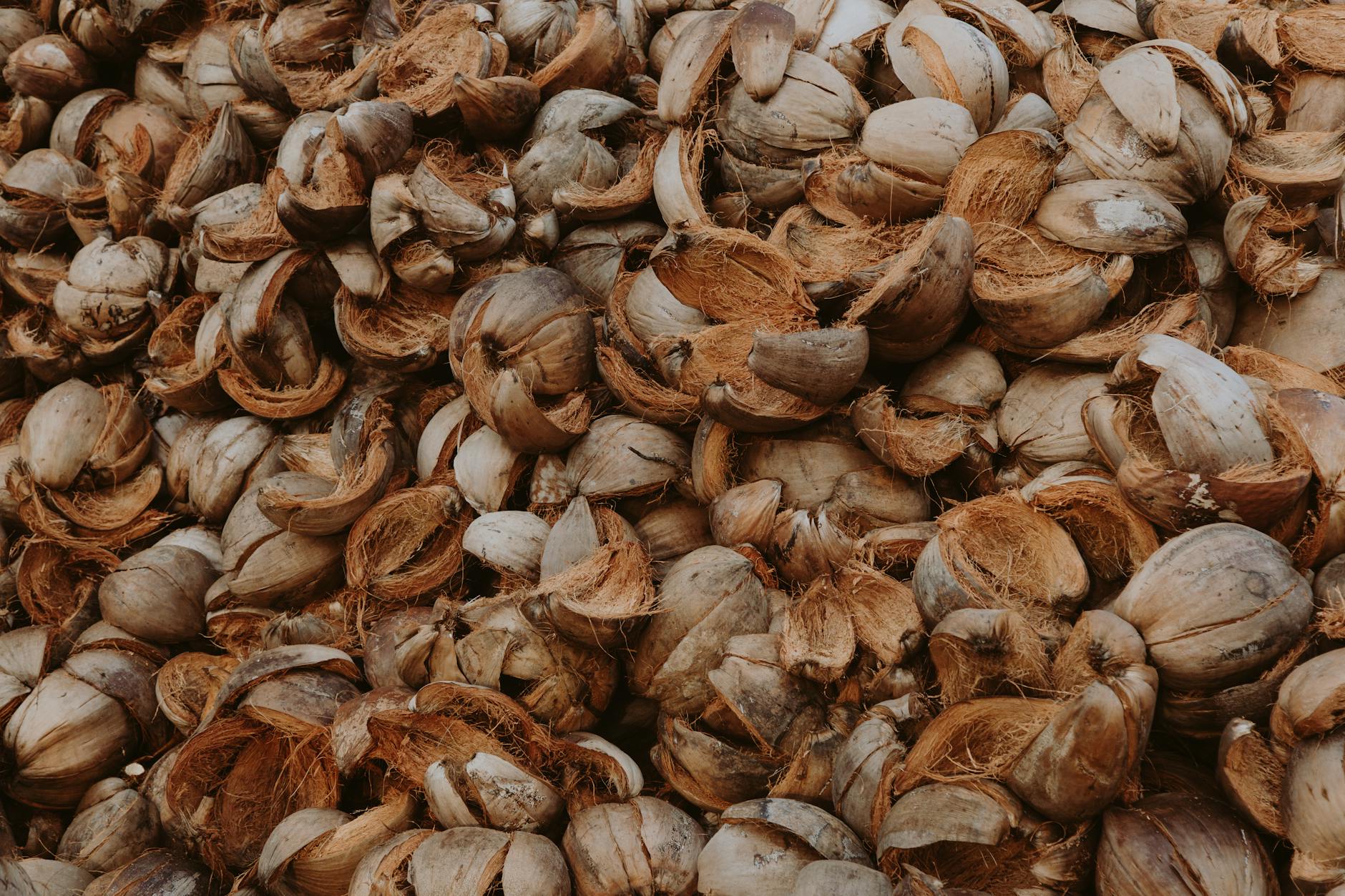 brown dried coconut shells